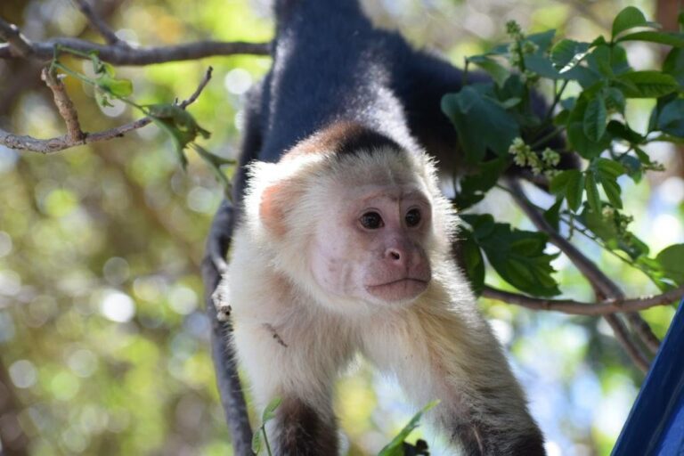 White-faced capuchin monkey climbing along a branch near the boat in Palo Verde, Costa Rica