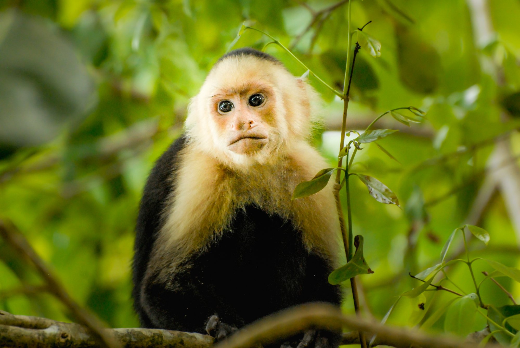 White-faced capuchin